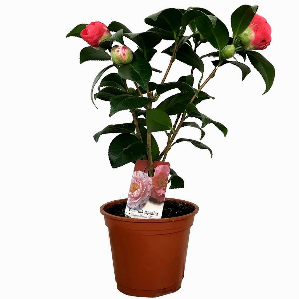 Camellia japonica