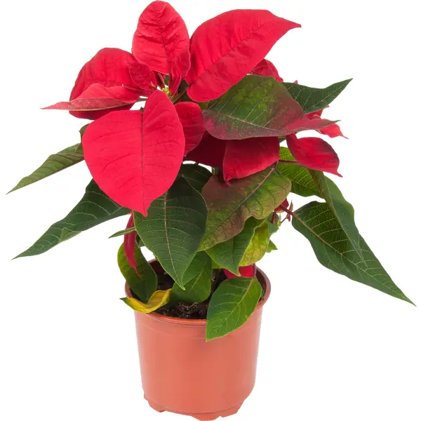 Christmas Star Poinsettia