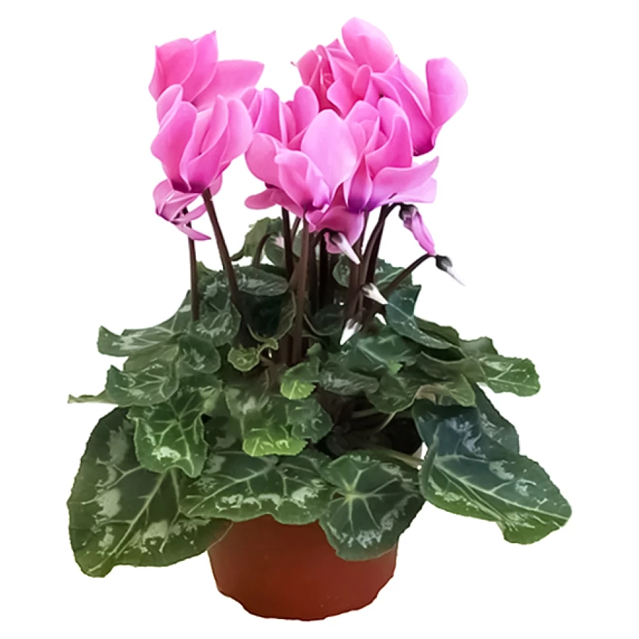 Cyclamen