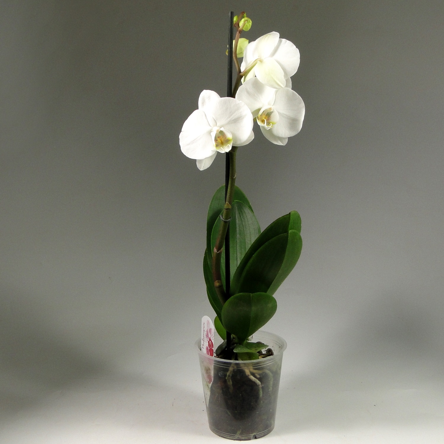 White Phalaenopsis Diamond Orchid