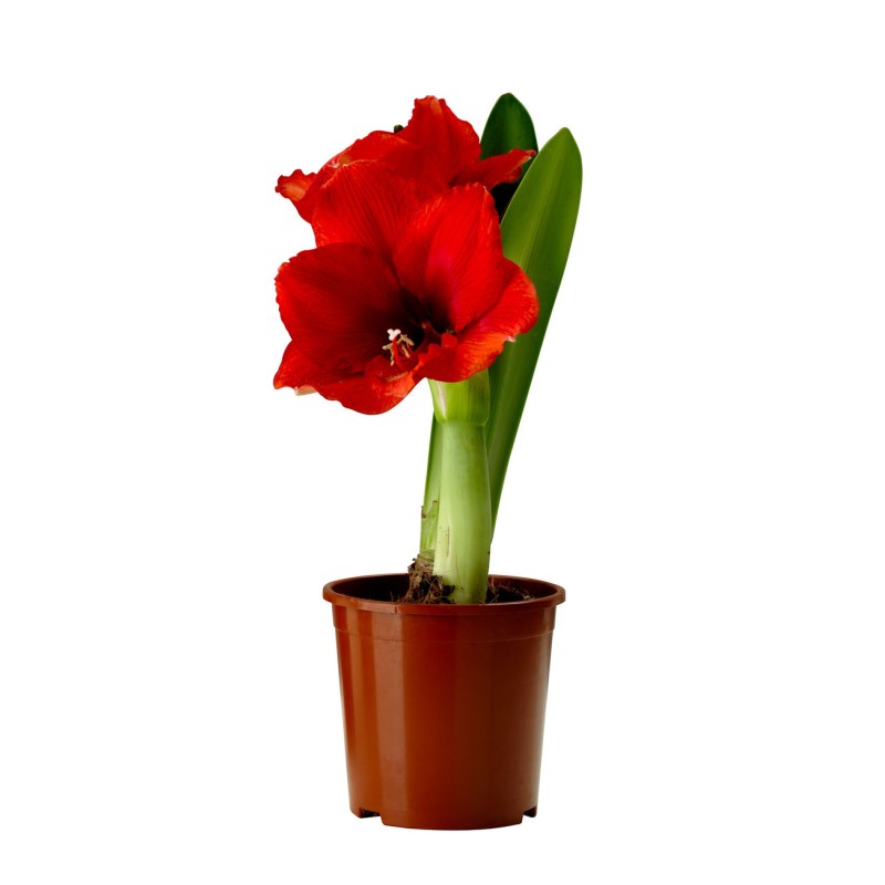 Hippeastrum (Amaryllis)